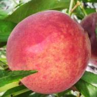 Саджанець Персик Кондор в контейнері